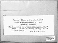 Leptogium lichenoides image